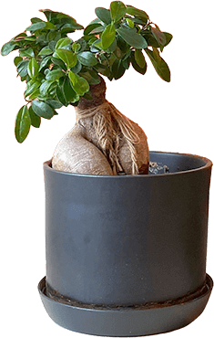 levent guler plants
